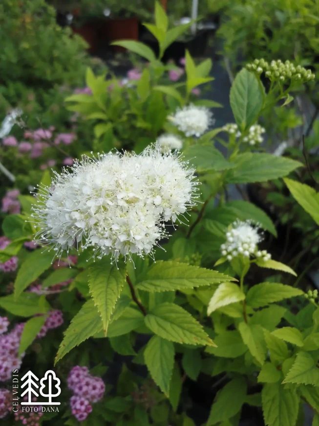 Spiraea japonica   'Albiflora'